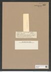 Melosira hyalina Spn. (de-Toni-Nr.: Genus 213, Species 5318) Zeichnungen Sammlung Grunow Nr. 9220 (NHMW-BOT-W0379005)